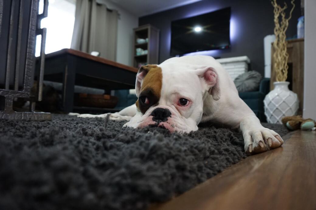 WHAT’S THE BEST FLOORING FOR DOGS?
