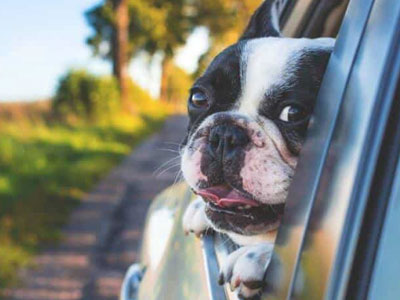 Some tips for traveling with your dog