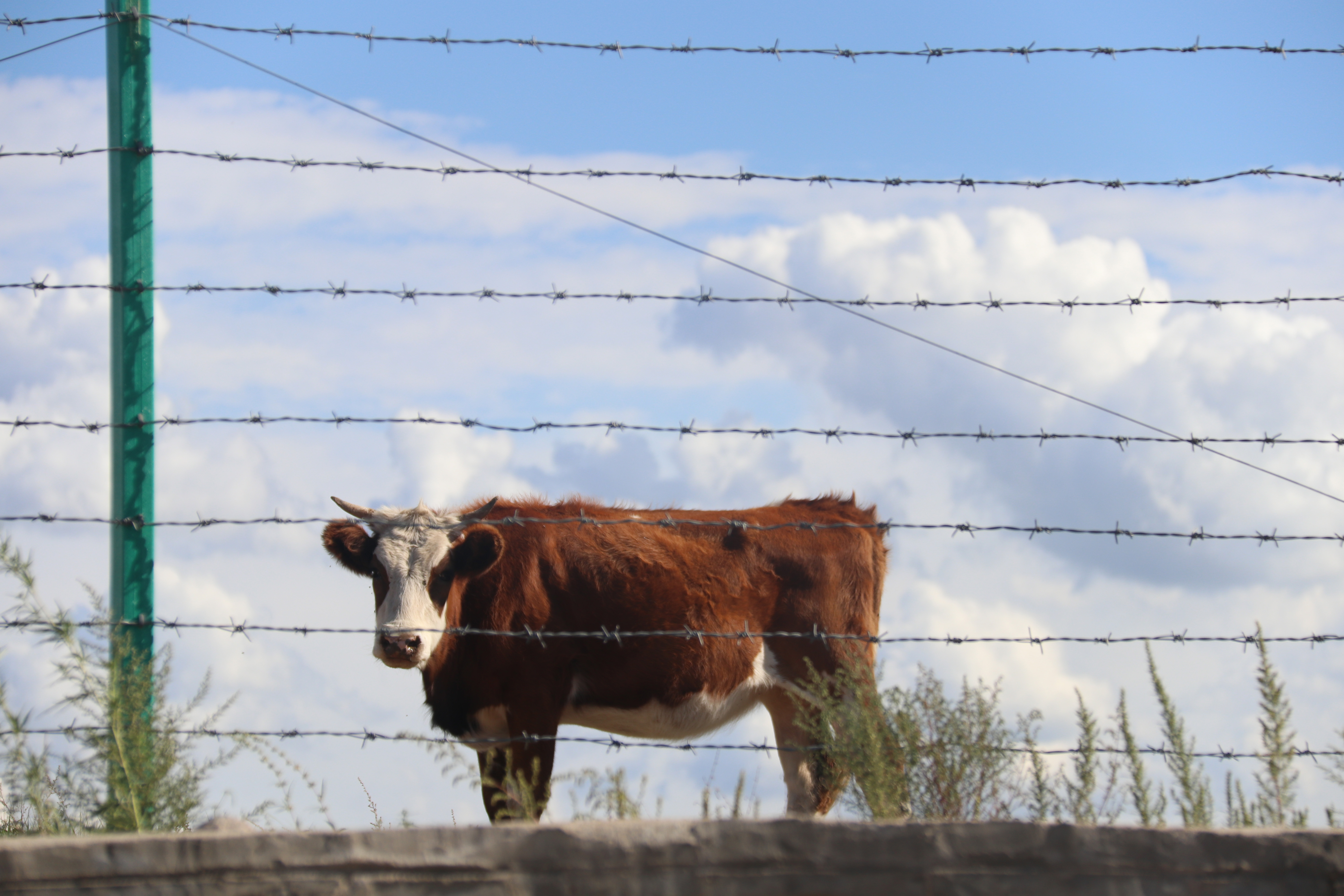 Automatic Barbed Wire Fencing Making Machine 