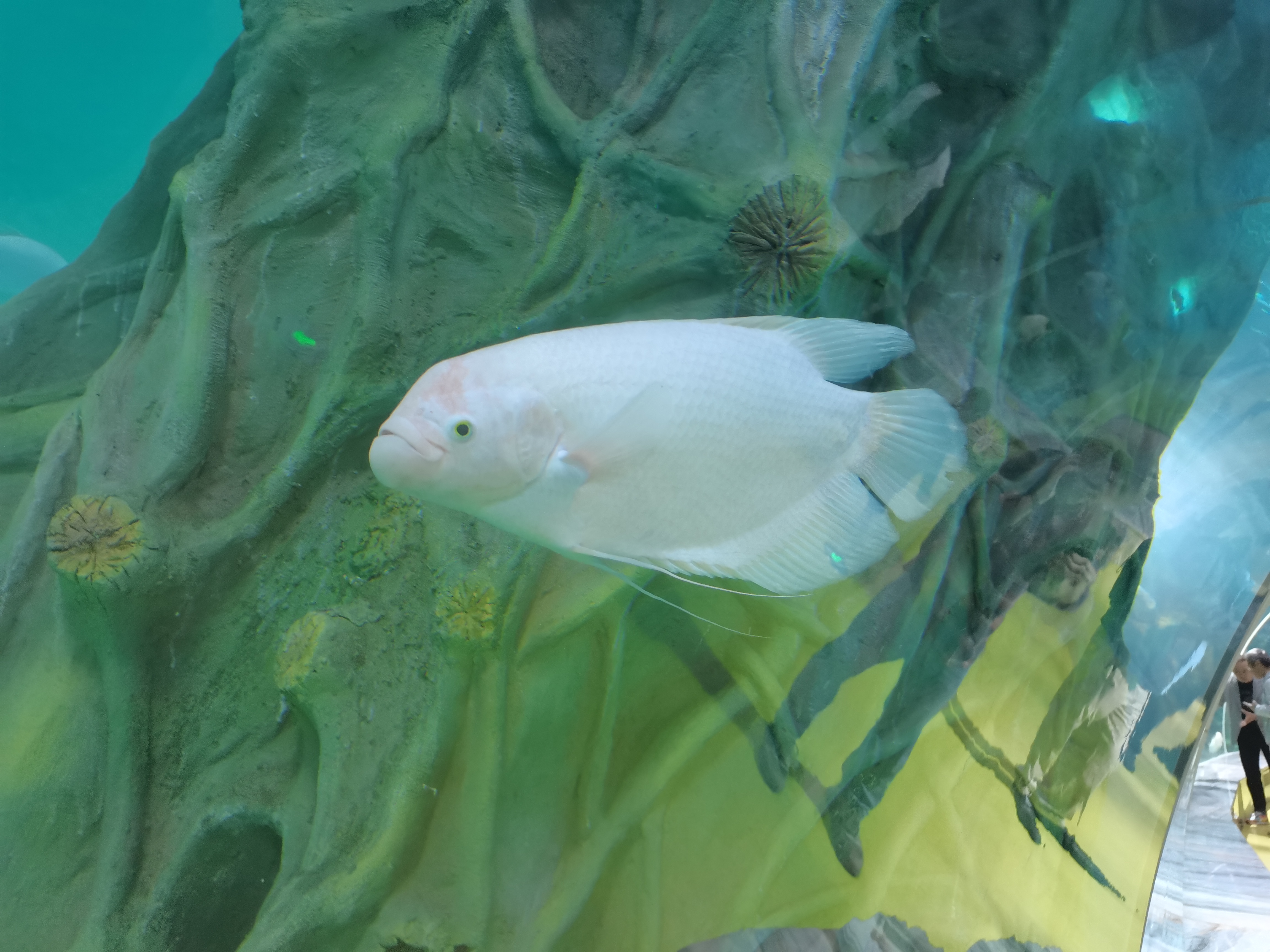 Tunnelaquarium aus Acryl - LEYU ACRYLIC