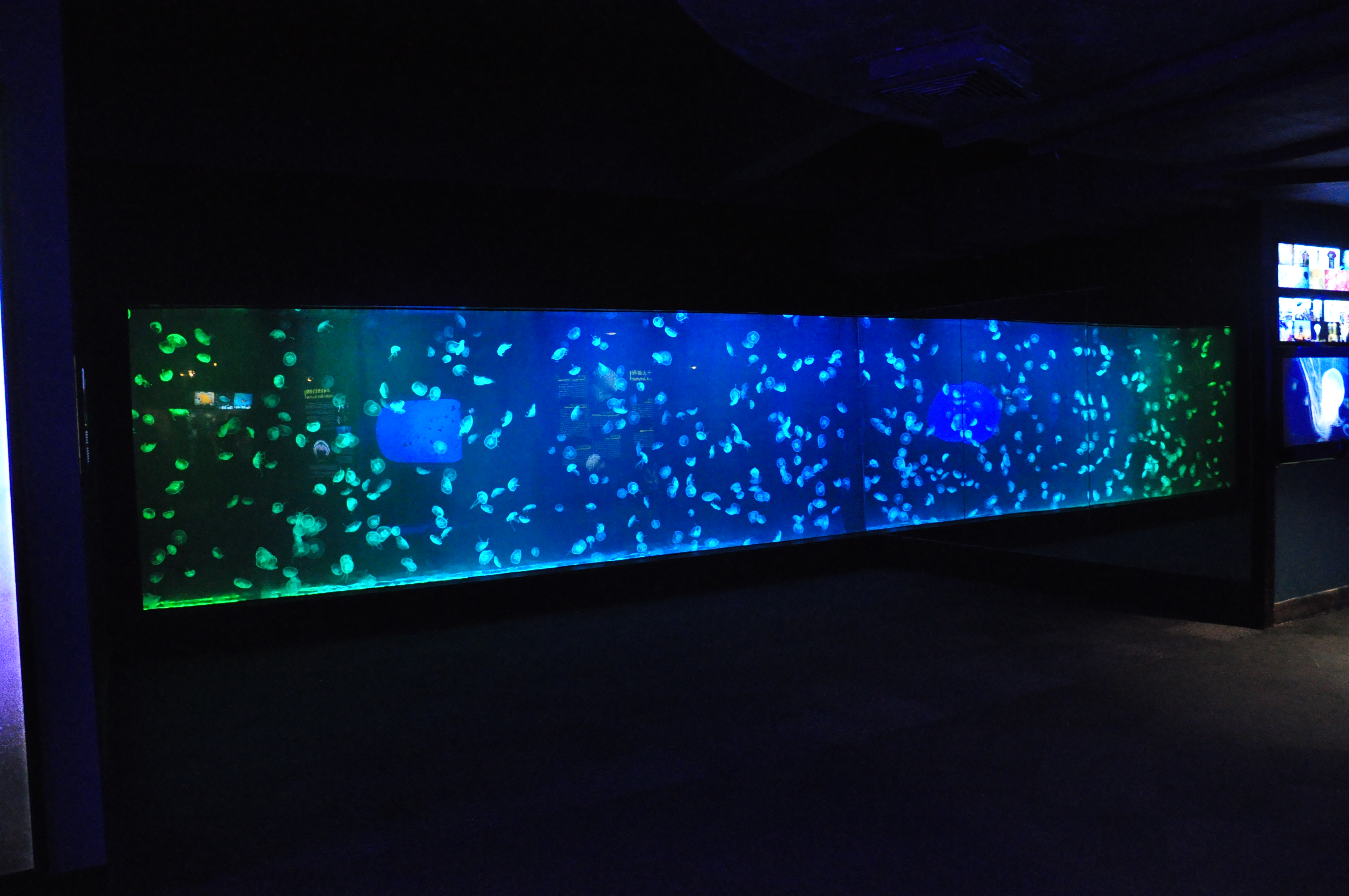 Taaka tire kiriaku - Hangahanga