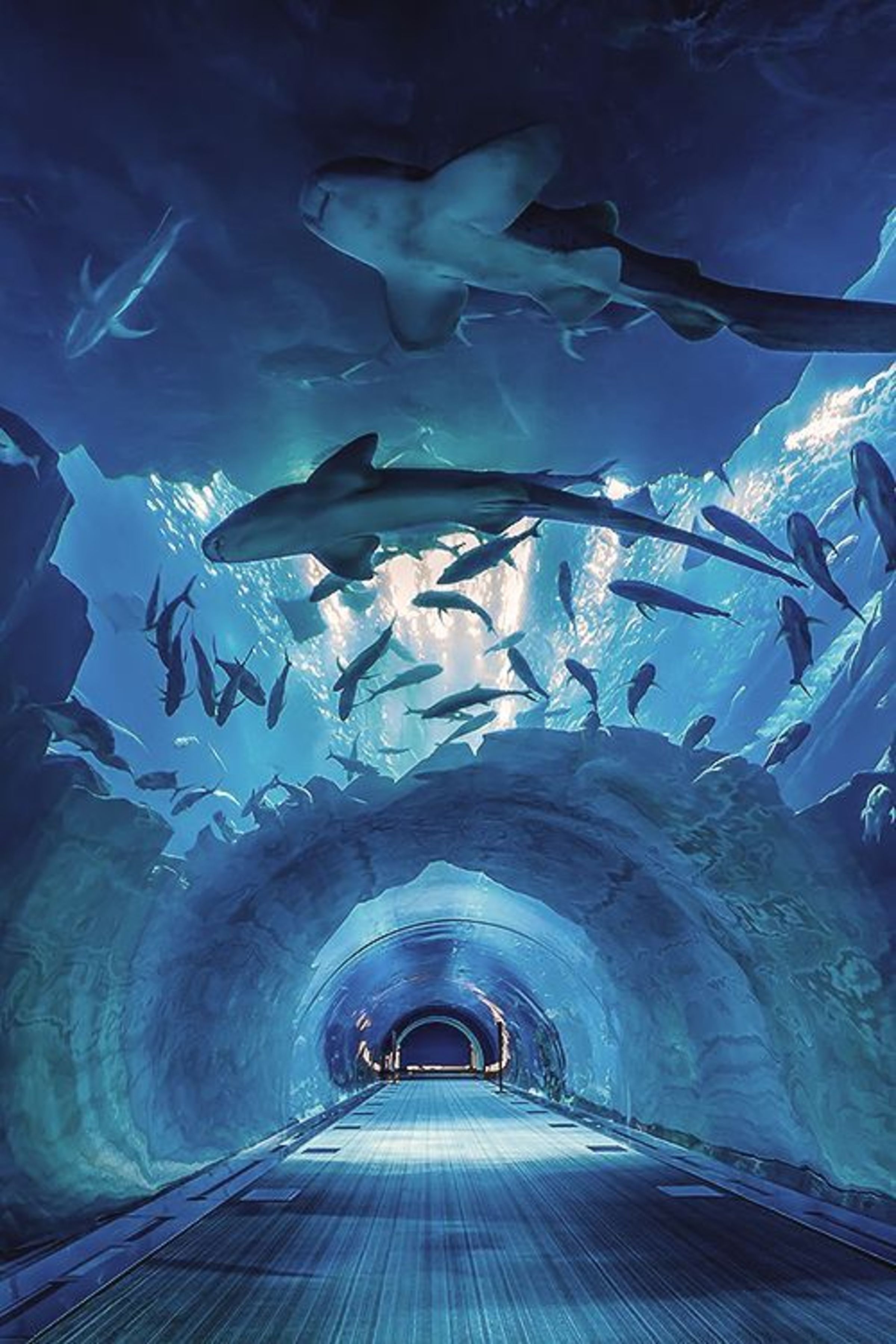 Acrylic tunnel aquarium - LEYU ACRYLIC