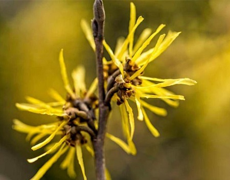 Is hamamelis virginiana good for skin
