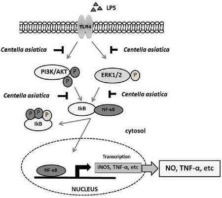 asiaticoside asiatic acid-ZHENYIBIO
