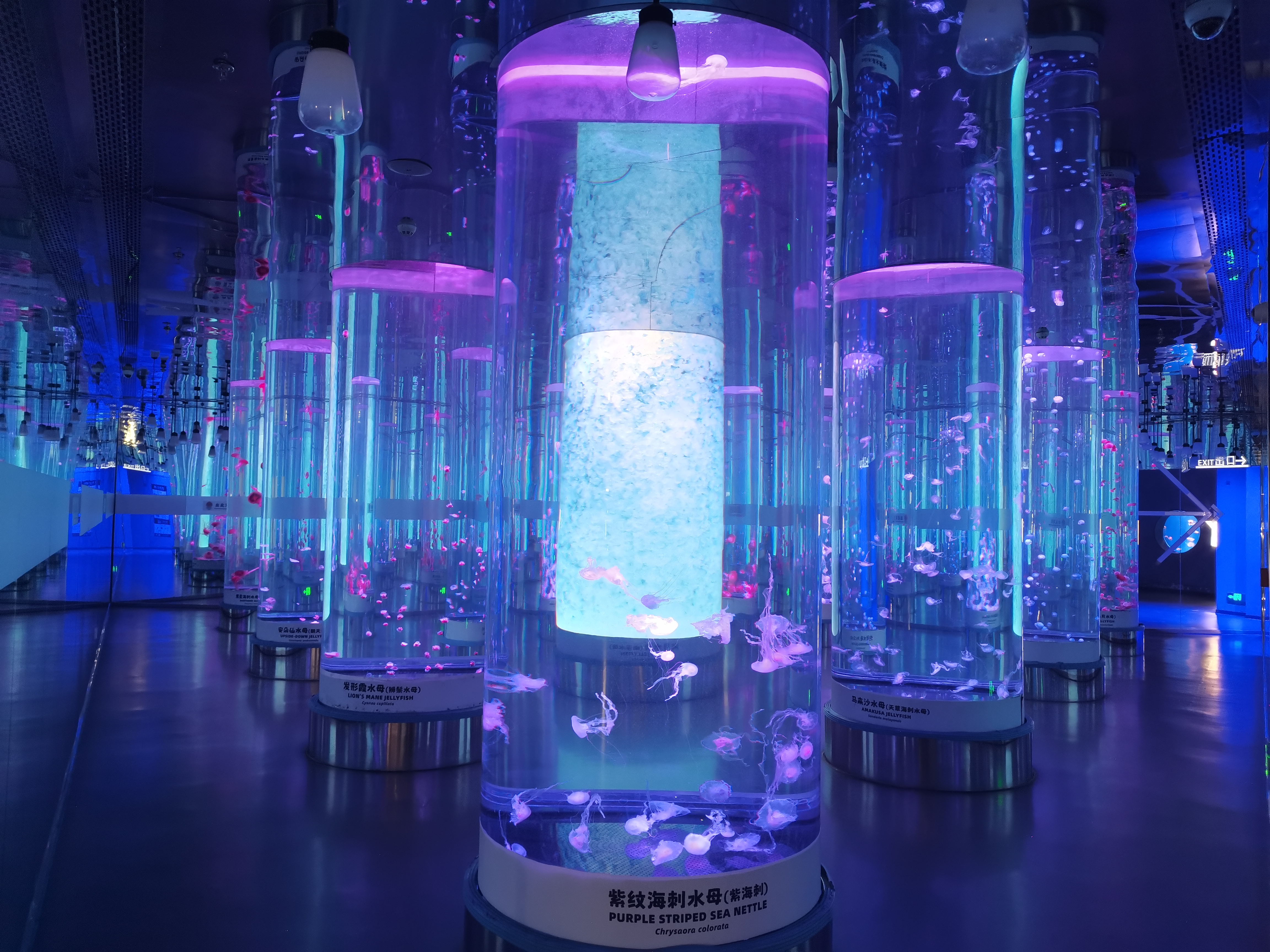 Akrylowy zbiornik na meduzy - LEYU