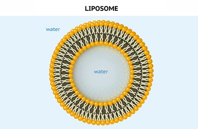 What is liposomal?