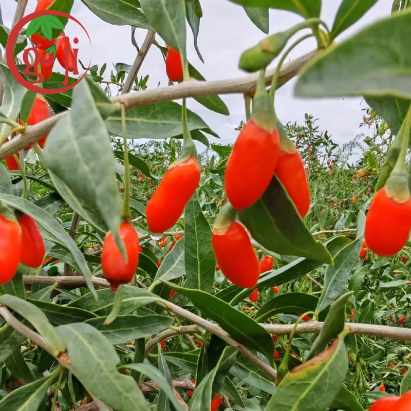 Goji-Beeren-Gro&szlig;h&auml;ndler