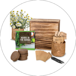 Ört växande kit (5) _ 副本