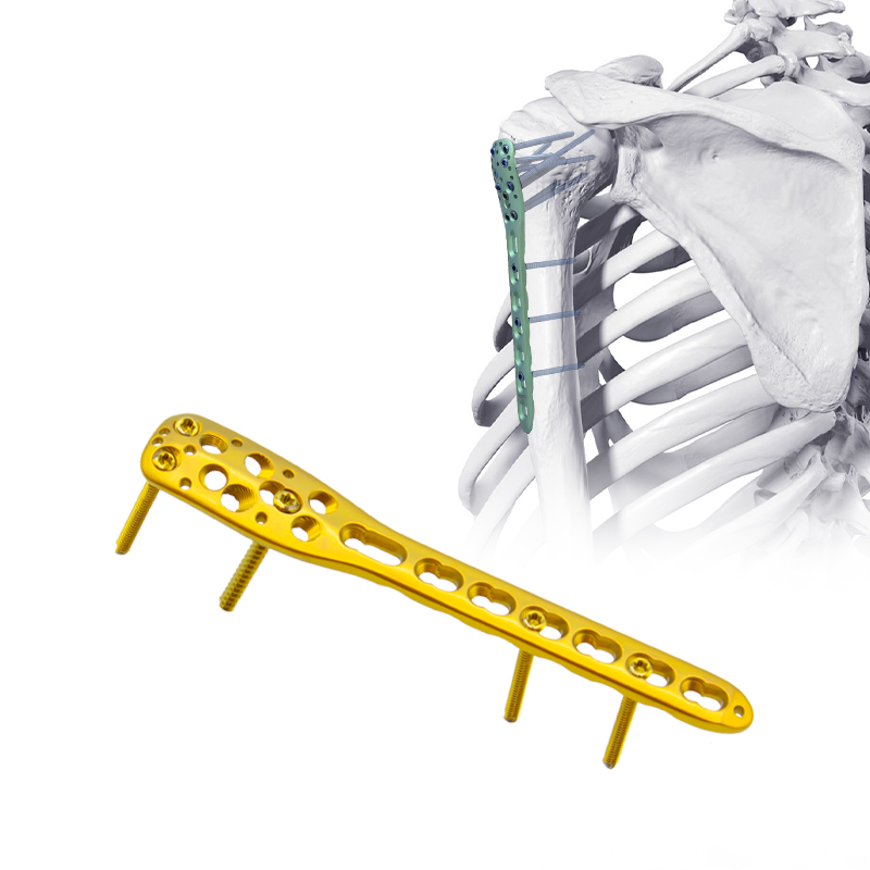 Humeral densis laminam