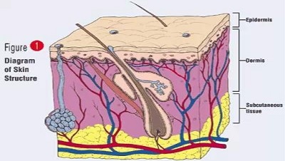 Glutathione's effect on the skin