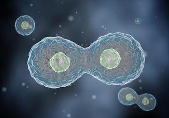 The benefits of using fibronectin