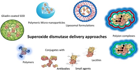 Superoxide dismutase antioxidant and benefits