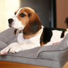 Hot Chew Resistant Raised Orthopedic Foam Sale Luxury Dog Pet Beds