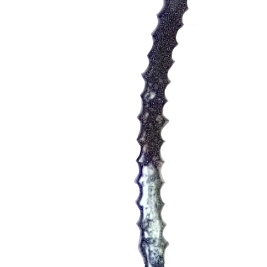 Flex Loop 