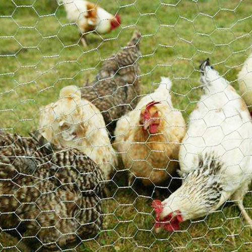 Hexagonal wire netting