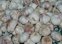 garlic