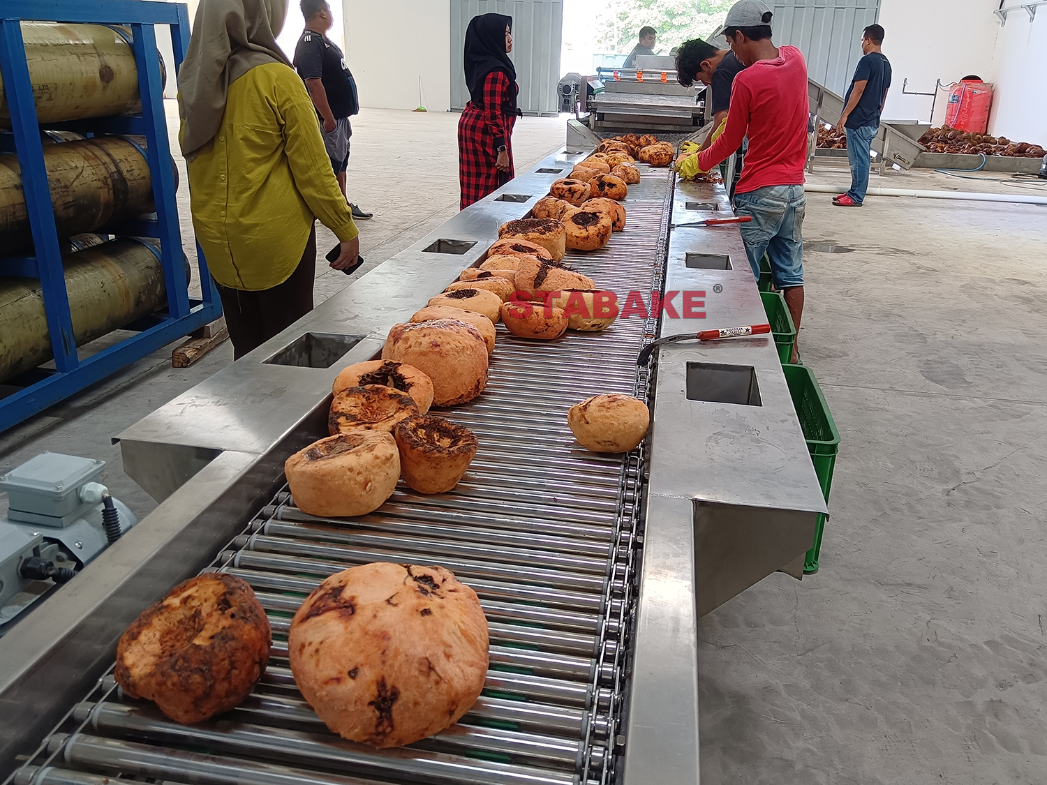 2. Konjac picking line