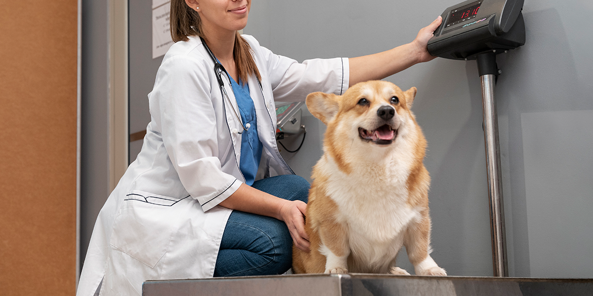 Veterinary