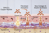 //a0.ldycdn.com/cloud/pnBpjKqlllSRqloipjrjiq/Copper-Peptide-Mechanism-Illustration.jpg