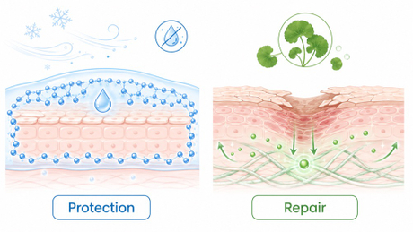 Ectoin And Asiaticoside Mechanism Overview.jpg