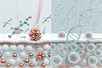 //a0.ldycdn.com/cloud/prBpjKqlllSRplkkpjklip/Copper-Peptide-Versus-PDRN-Mechanism-Diagram.jpg