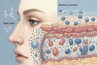 //a0.ldycdn.com/cloud/prBpjKqlllSRplnikoojip/Biological-Glue-Skin-Architecture.jpg