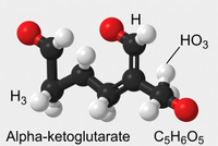 //a0.ldycdn.com/cloud/prBpjKqlllSRqlinmrokip/Alpha-ketoglutarate.jpg