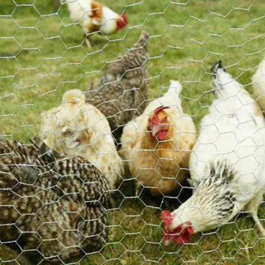 Hexagonal Wire Netting1