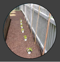 Hexagonal Wire Netting